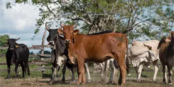 Pese a complicaciones, ganadera de Centro cerrar&aacute; 2025 con incremento de 30% en comercializaci&oacute;n