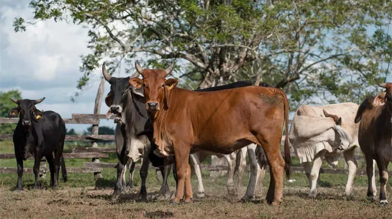 Pese a complicaciones, ganadera de Centro cerrar&aacute; 2025 con incremento de 30% en comercializaci&oacute;n