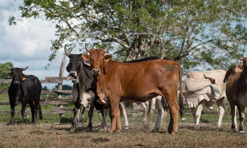Pese a complicaciones, ganadera de Centro cerrará 2025 con incremento de 30% en comercialización