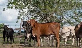 En 2026 nacerán más de un millar de reses de primeros paquetes de Créditos Ganaderos: Sedap