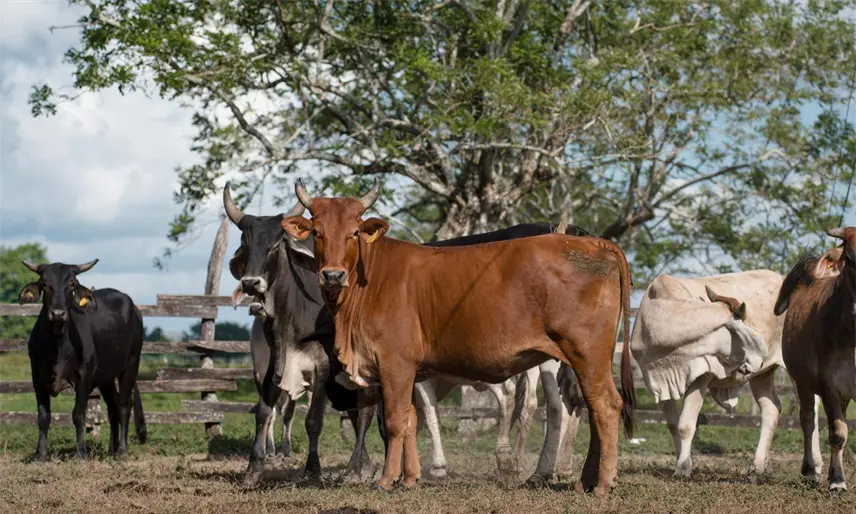 En 2026 nacerán más de un millar de reses de primeros paquetes de Créditos Ganaderos: Sedap