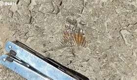 INAH revela huellas de dinosaurios en Puebla