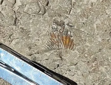 INAH revela huellas de dinosaurios en Puebla