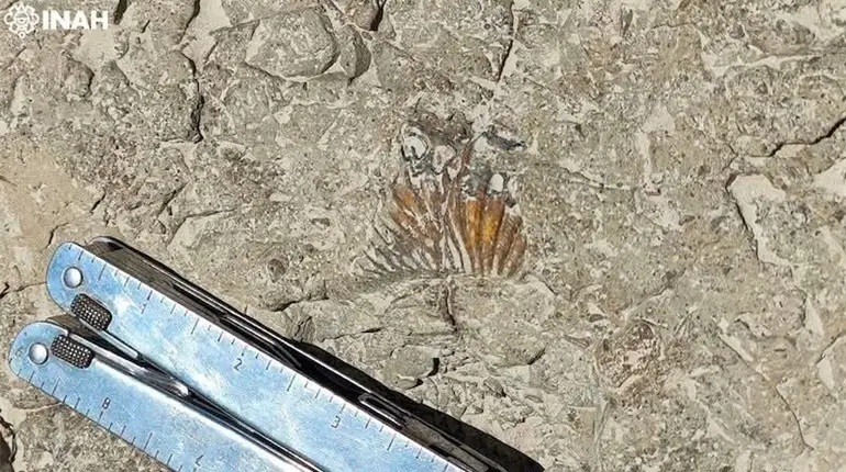 INAH revela huellas de dinosaurios en Puebla