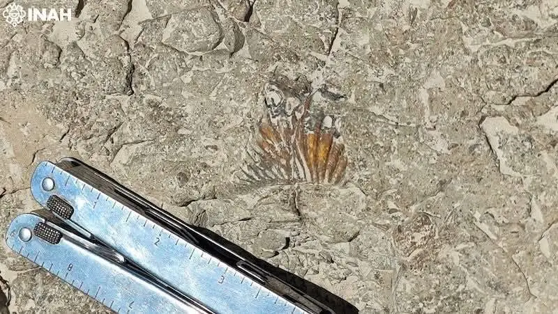 INAH revela huellas de dinosaurios en Puebla