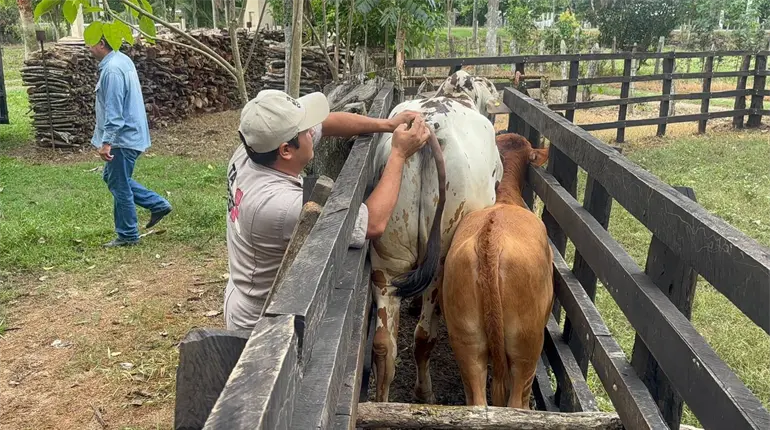 Jalpa será el primer municipio de Tabasco en completar barrido sanitario: Sedap