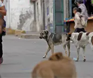 Muere niño de 6 años tras ser atacado por jauría de perros en Morelos