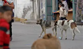 Muere niño de 6 años tras ser atacado por jauría de perros en Morelos