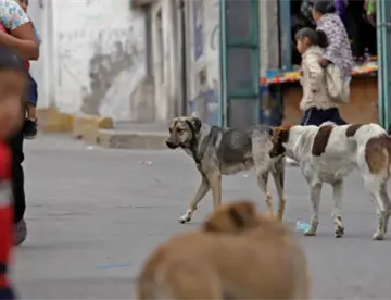 Muere niño de 6 años tras ser atacado por jauría de perros en Morelos