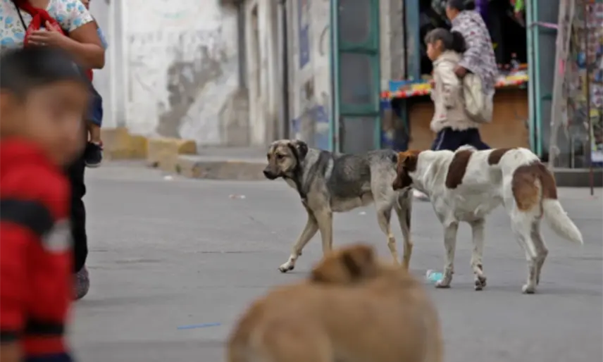 Muere niño de 6 años tras ser atacado por jauría de perros en Morelos