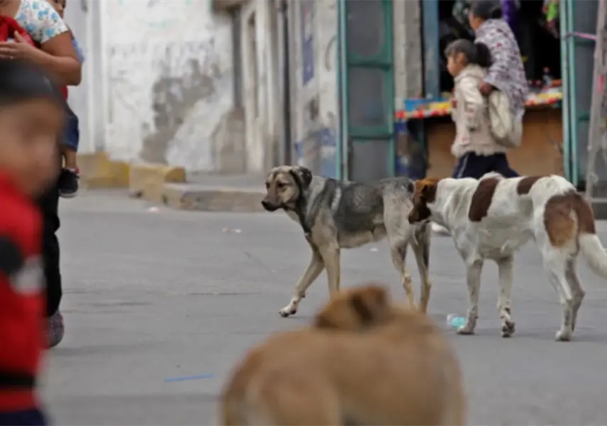 Muere niño de 6 años tras ser atacado por jauría de perros en Morelos Muere niño de 6 años tras ser atacado por jauría de perros en Morelos