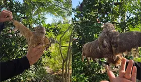 Rescatan a aguililla víctima de crueldad en Yucatán