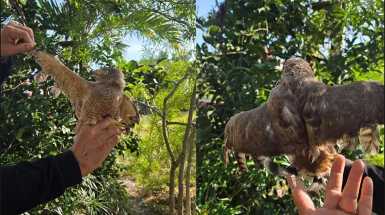 Rescatan a aguililla víctima de crueldad en Yucatán