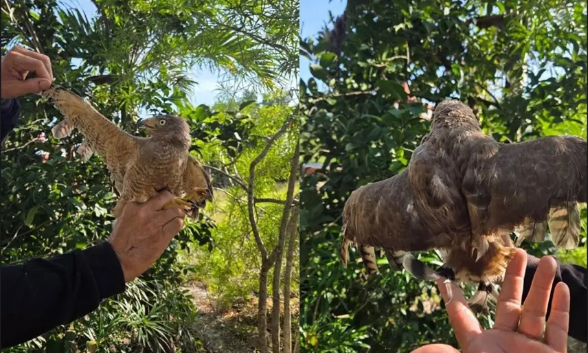 Rescatan a aguililla víctima de crueldad en Yucatán