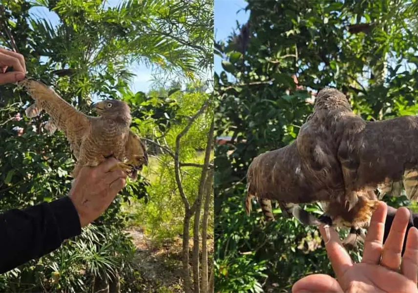 Rescatan a aguililla víctima de crueldad en Yucatán