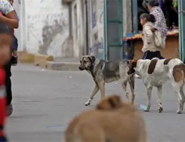 Muere niño de 6 años tras ser atacado por jauría de perros en Morelos