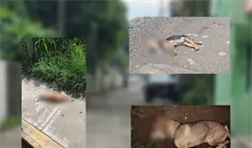 Denuncian caso de envenenamiento de perros en la colonia Casa Blanca