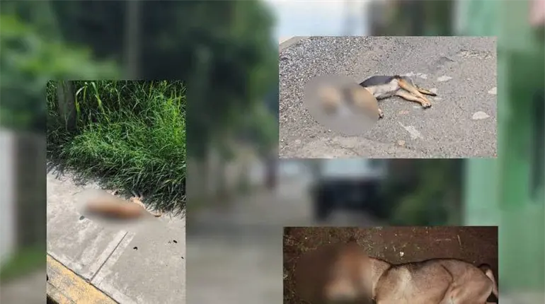 Denuncian caso de envenenamiento de perros en la colonia Casa Blanca