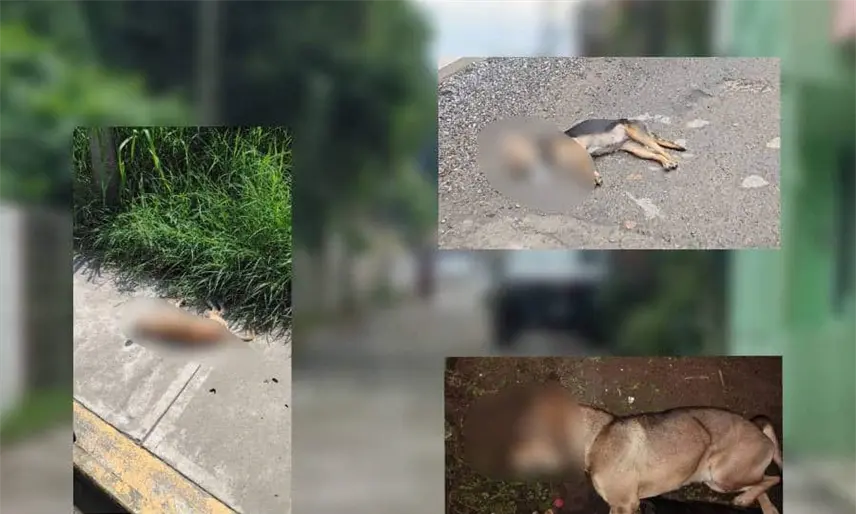 Denuncian caso de envenenamiento de perros en la colonia Casa Blanca