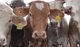 Catean UGR y Ganadera de Balanc&aacute;n por presunta venta irregular de aretes