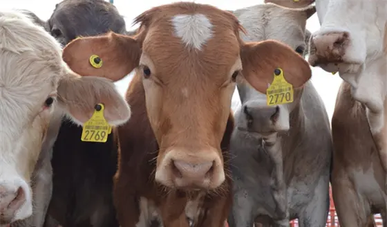 Catean UGR y Ganadera de Balancán por presunta venta irregular de aretes