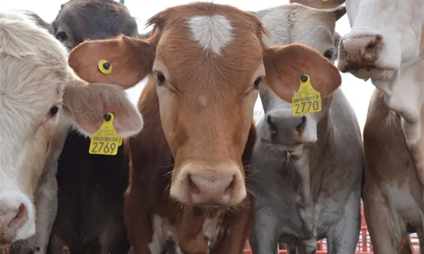 Catean UGR y Ganadera de Balancán por presunta venta irregular de aretes