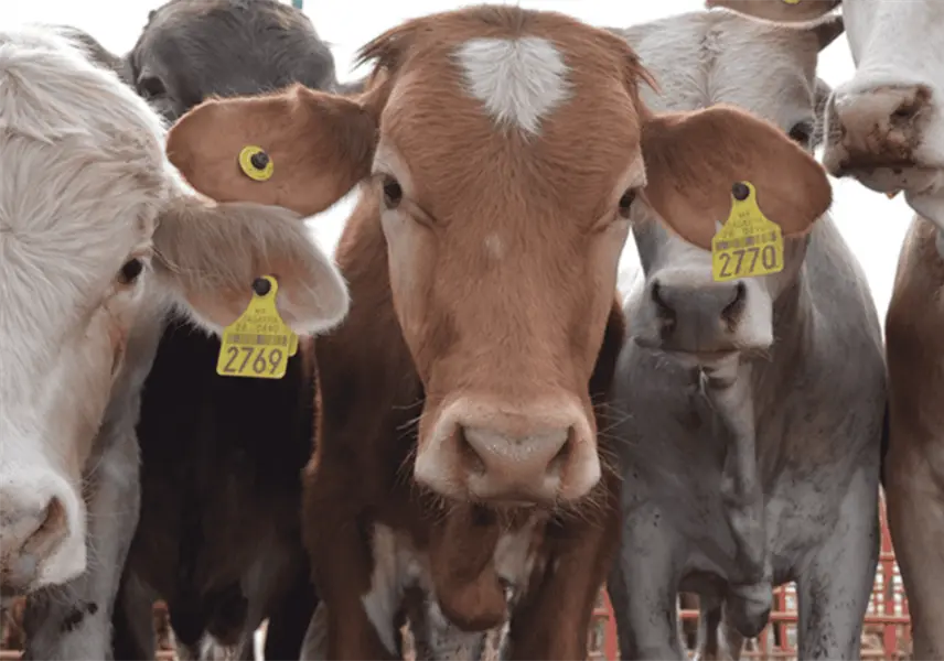 Catean UGR y Ganadera de Balancán por presunta venta irregular de aretes Catean UGR y Ganadera de Balancán por presunta venta irregular de aretes