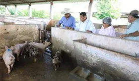 Anuncia Gobierno de Tabasco para 2026 crédito porcino a la palabra