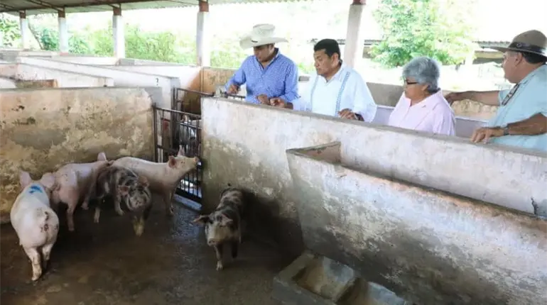 Anuncia Gobierno de Tabasco para 2026 crédito porcino a la palabra