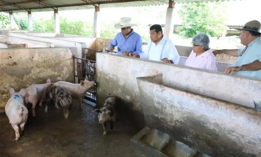 Anuncia Gobierno de Tabasco para 2026 crédito porcino a la palabra