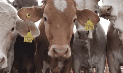 Gobierno de Tabasco busca crear "gremio sat&eacute;lite" tras cateos a la UGR: Andrade