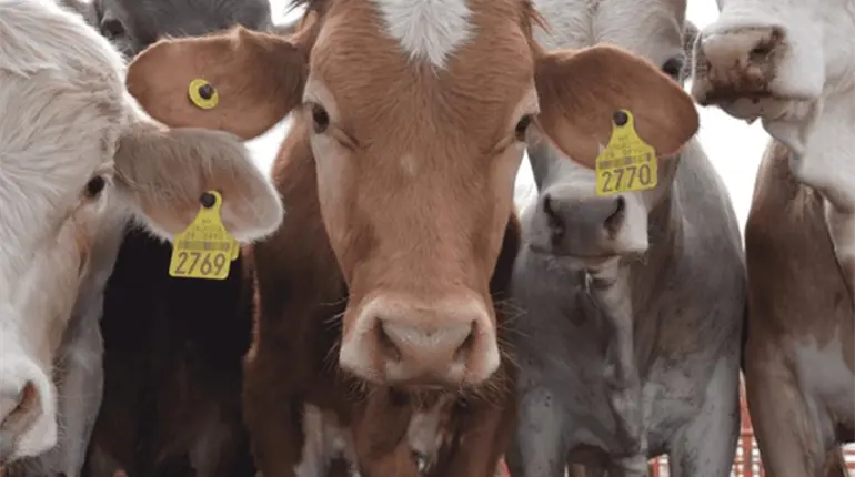 "Vamos a llegar hasta ellos": May sobre venta ilegal de aretes de ganado