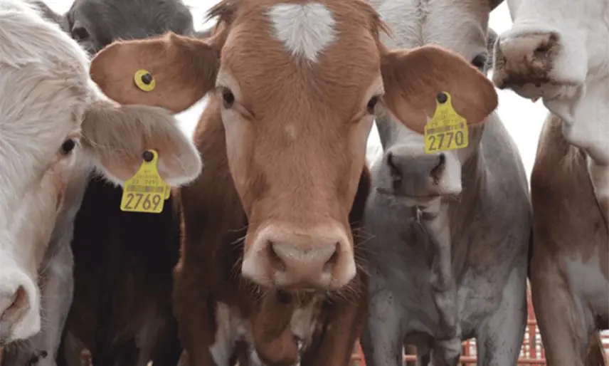 "Vamos a llegar hasta ellos": May sobre venta ilegal de aretes de ganado