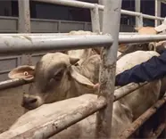 No habr&aacute; impunidad en caso de venta ilegal de aretes SINIIGA: Gobierno