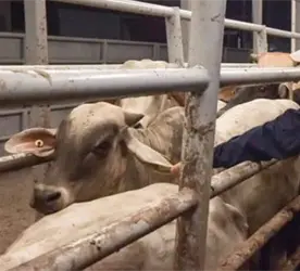 No habr&aacute; impunidad en caso de venta ilegal de aretes SINIIGA: Gobierno