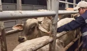 No habr&aacute; impunidad en caso de venta ilegal de aretes SINIIGA: Gobierno