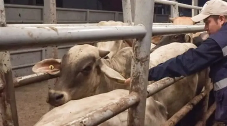 No habr&aacute; impunidad en caso de presunta venta ilegal de aretes SINIIGA, advierte Gobierno de Tabasco