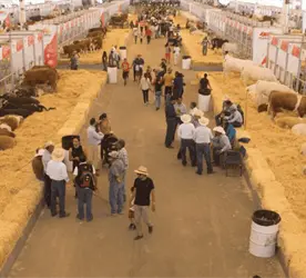 Construir&aacute;n nave de exposiciones y restaurante en stand ganadero del Parque Tabasco