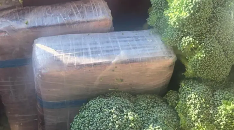 &iexcl;No era br&oacute;coli! Detectan cargamento de coca&iacute;na oculta en contenedor mexicano en Texas