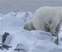 Observan rara adopci&oacute;n de un oso polar en Canad&aacute;
