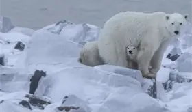 Observan rara adopci&oacute;n de un oso polar en Canad&aacute;