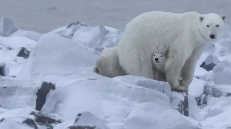 Observan rara adopci&oacute;n de un oso polar en Canad&aacute;