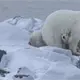 Observan rara adopci&oacute;n de un oso polar en Canad&aacute;