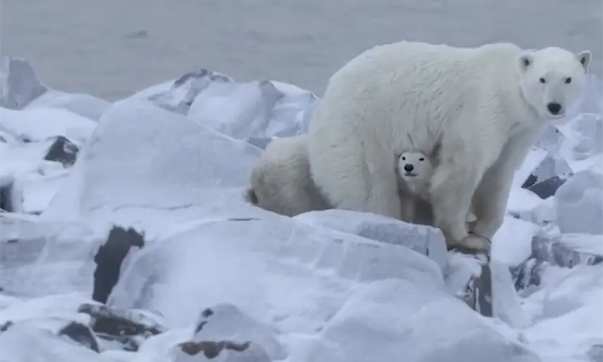 Observan rara adopción de un oso polar en Canadá