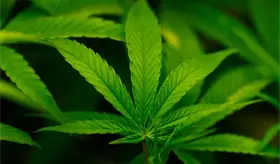 Trump firma orden para reclasificar la marihuana como sustancia de uso