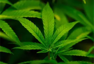 Trump firma orden para reclasificar la marihuana como sustancia de uso