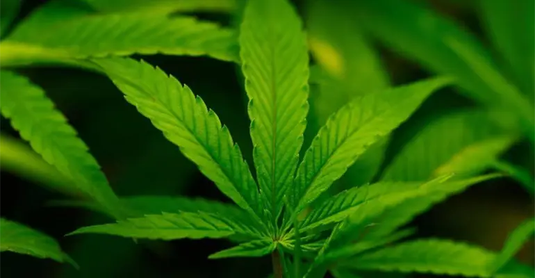 Trump firma orden para reclasificar la marihuana como sustancia de uso