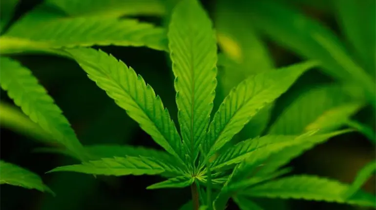 Trump firma orden para reclasificar la marihuana como sustancia de uso