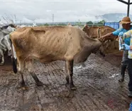 Arranca en Yucat&aacute;n plan piloto para erradicar gusano barrenador