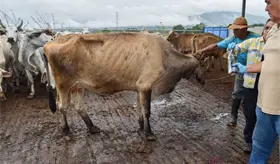 Arranca en Yucat&aacute;n plan piloto para erradicar gusano barrenador